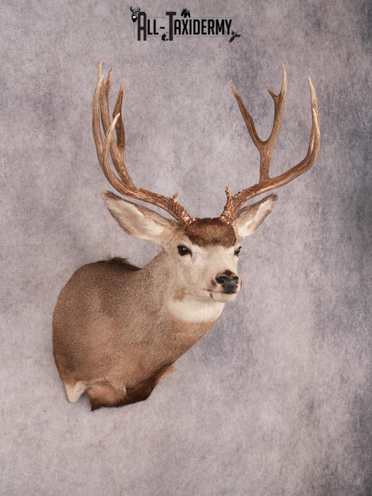 Mule Deer Shoulder Mount SKU 3447 - Image 6