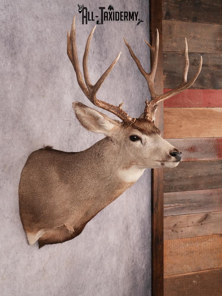 Mule Deer Shoulder Mount SKU 3447 - Image 5