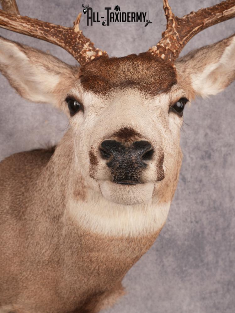 Mule Deer Shoulder Mount SKU 3447 - Image 2