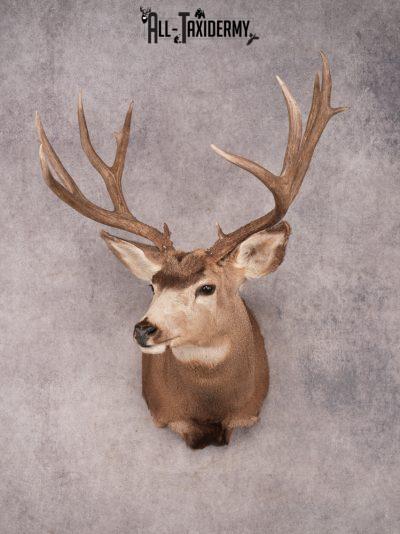 Mule Deer Shoulder Mount SKU 3446