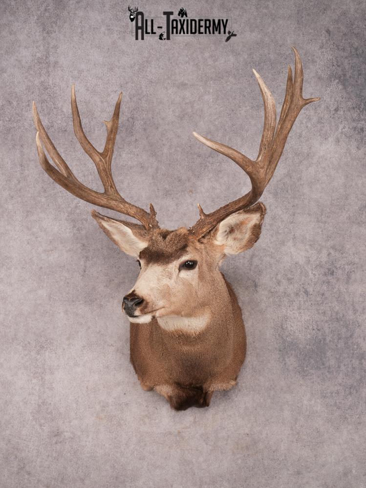 Mule Deer Shoulder Mount SKU 3446