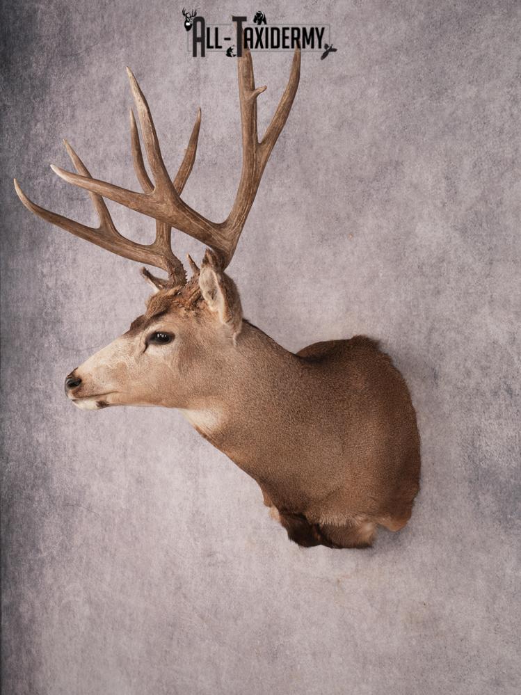 Mule Deer Shoulder Mount SKU 3446 - Image 8