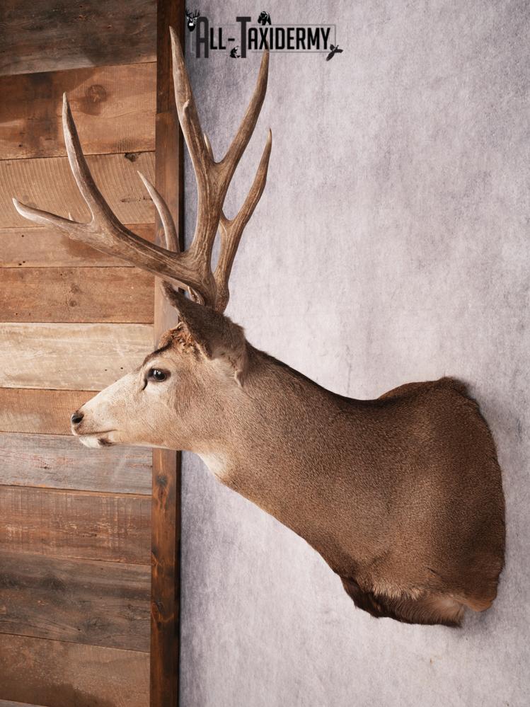 Mule Deer Shoulder Mount SKU 3446 - Image 7