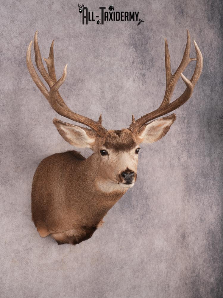 Mule Deer Shoulder Mount SKU 3446 - Image 6