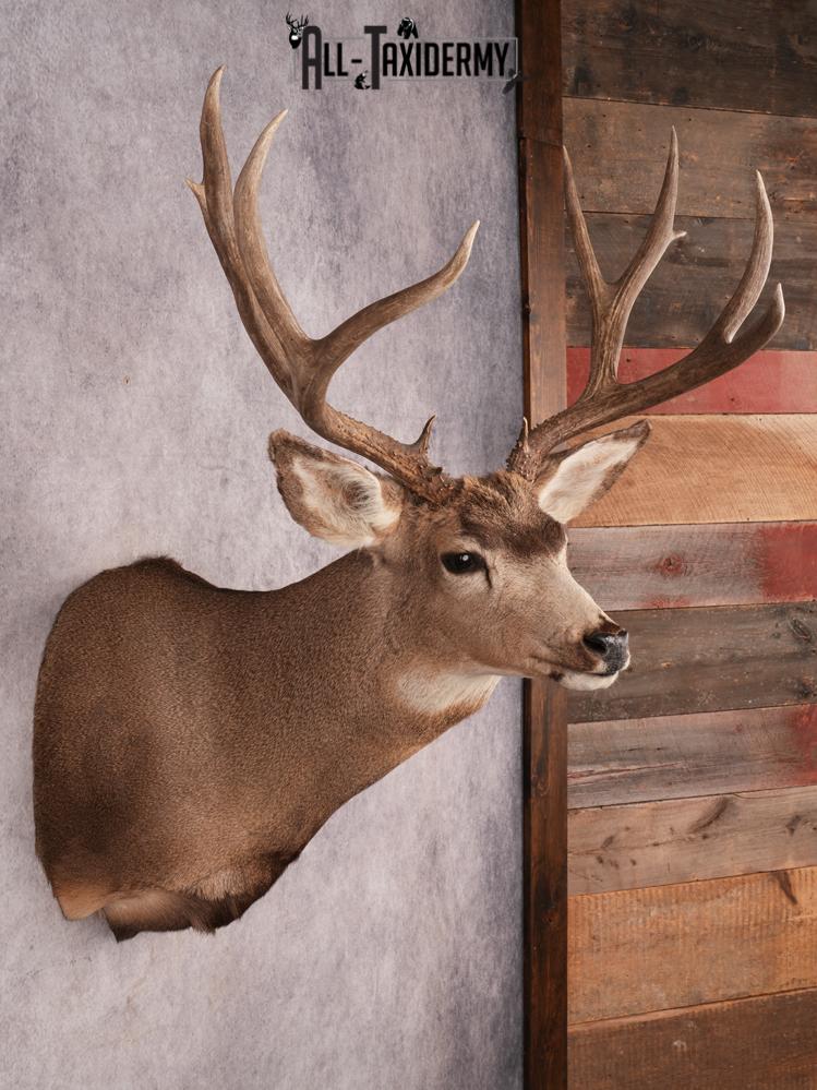 Mule Deer Shoulder Mount SKU 3446 - Image 5