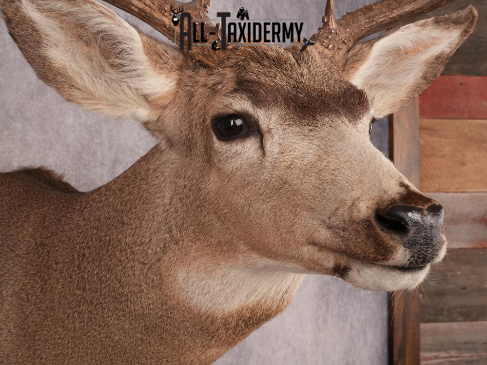 Mule Deer Shoulder Mount SKU 3446 - Image 3