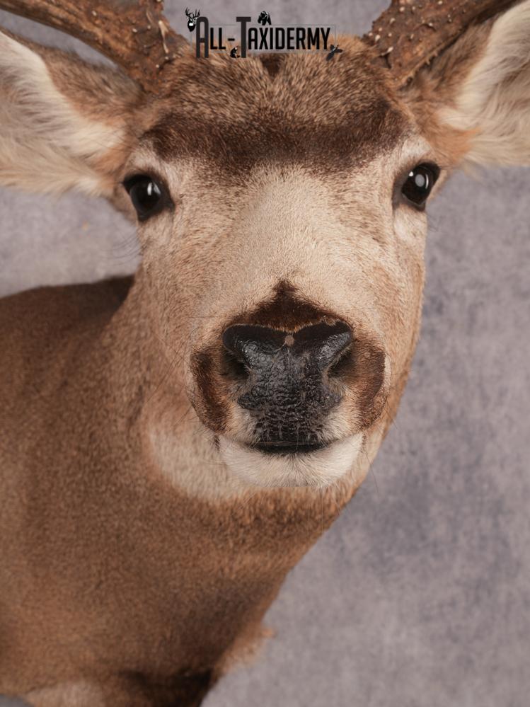Mule Deer Shoulder Mount SKU 3446 - Image 2