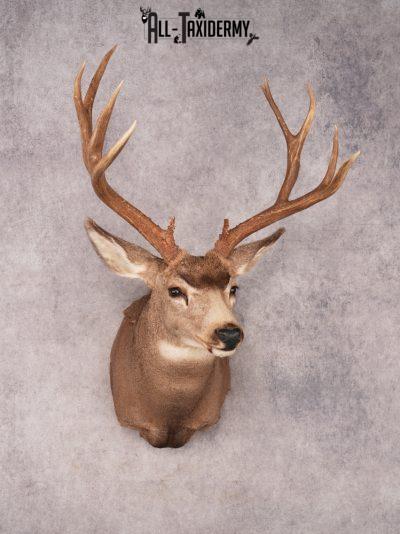 Mule Deer Taxidermy Mount SKU 3485