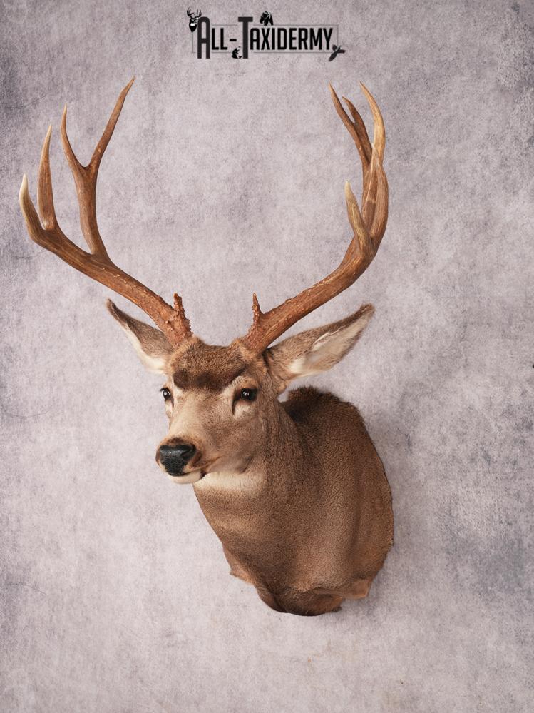 Mule Deer Taxidermy Mount SKU 3485 - Image 8