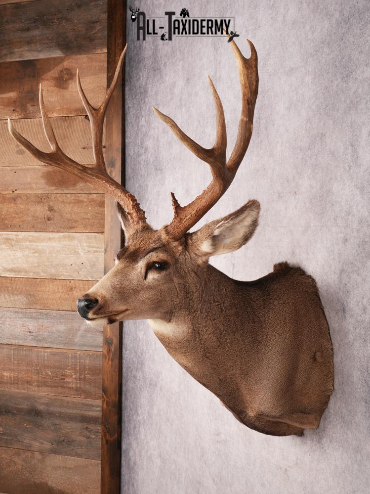Mule Deer Taxidermy Mount SKU 3485 - Image 7