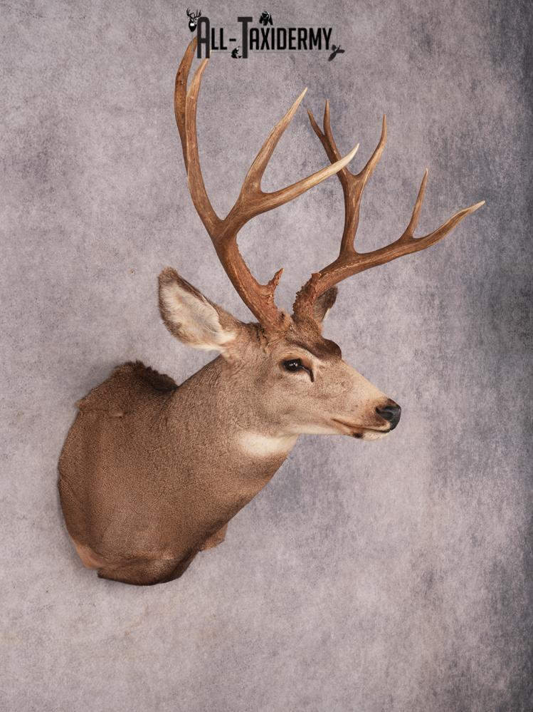 Mule Deer Taxidermy Mount SKU 3485 - Image 6
