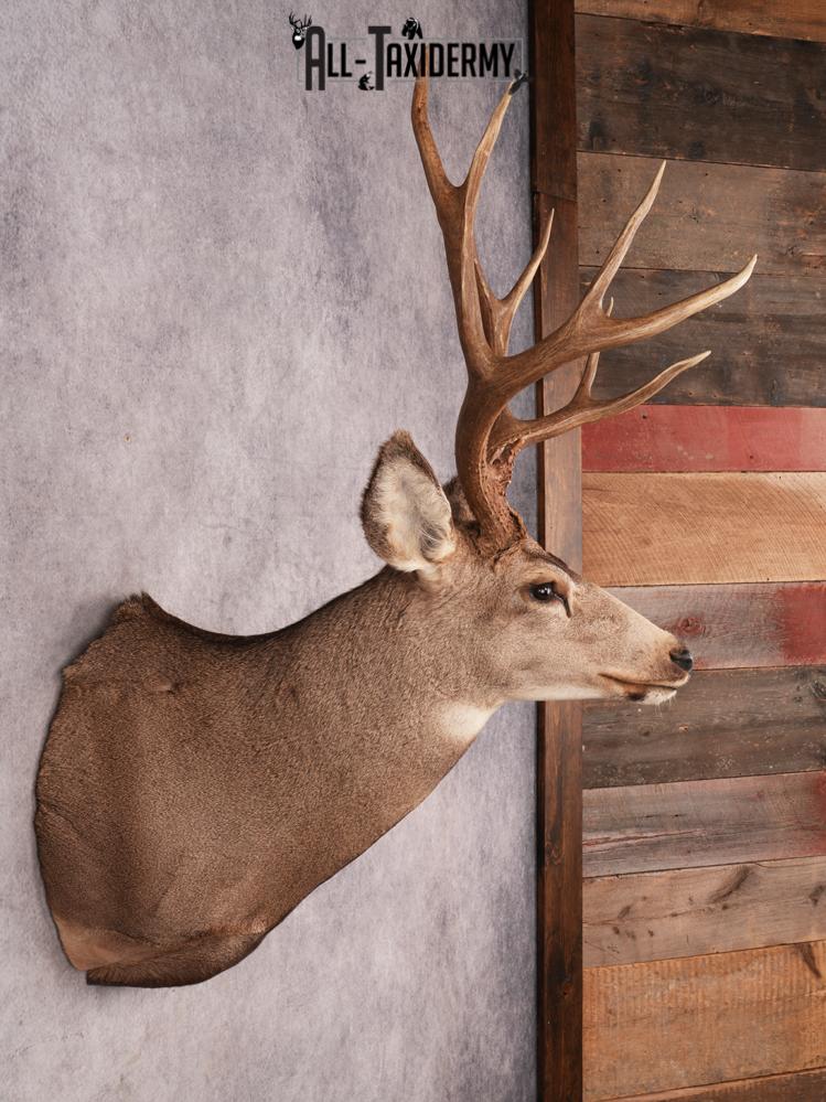Mule Deer Taxidermy Mount SKU 3485 - Image 5