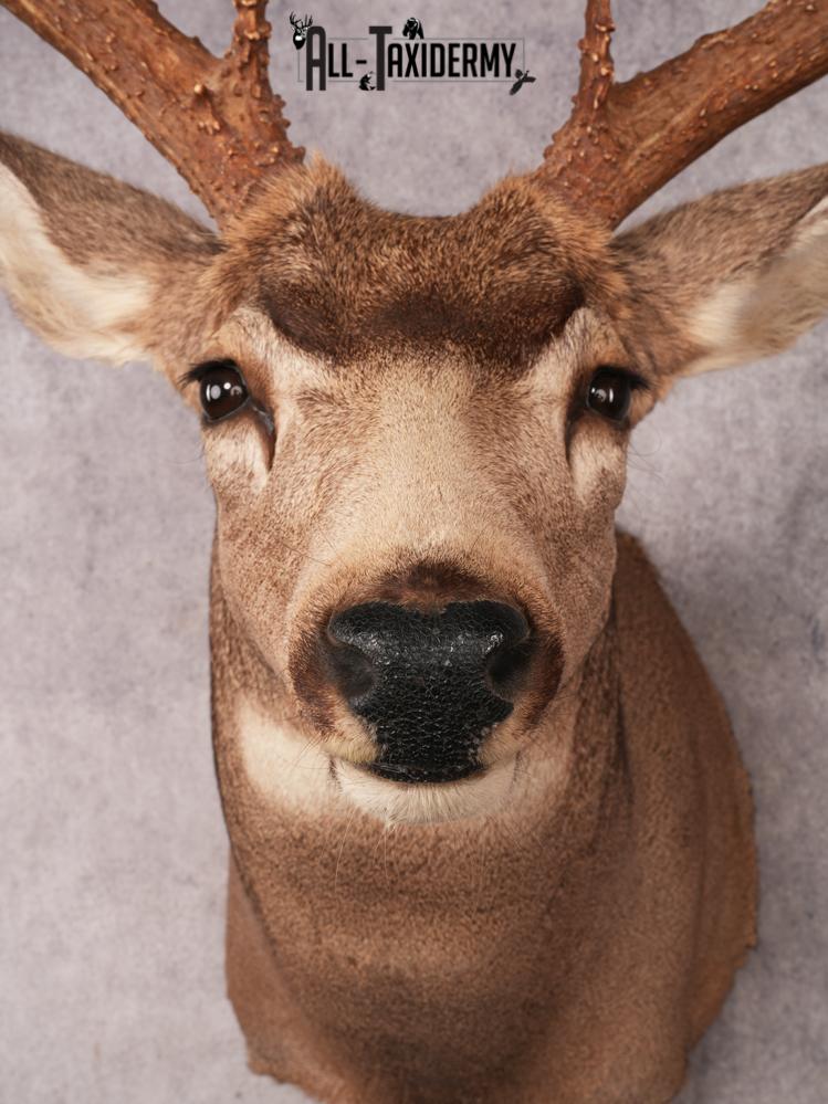 Mule Deer Taxidermy Mount SKU 3485 - Image 2