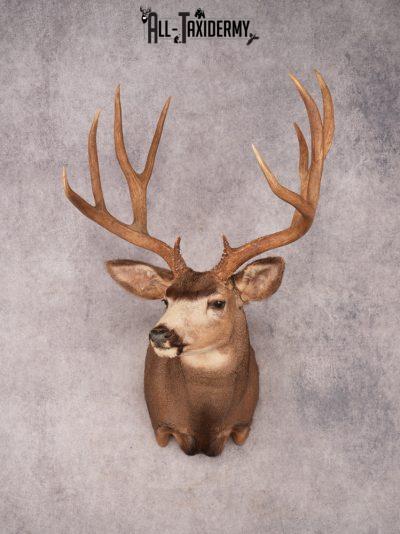 Mule Deer Taxidermy Mount 3487