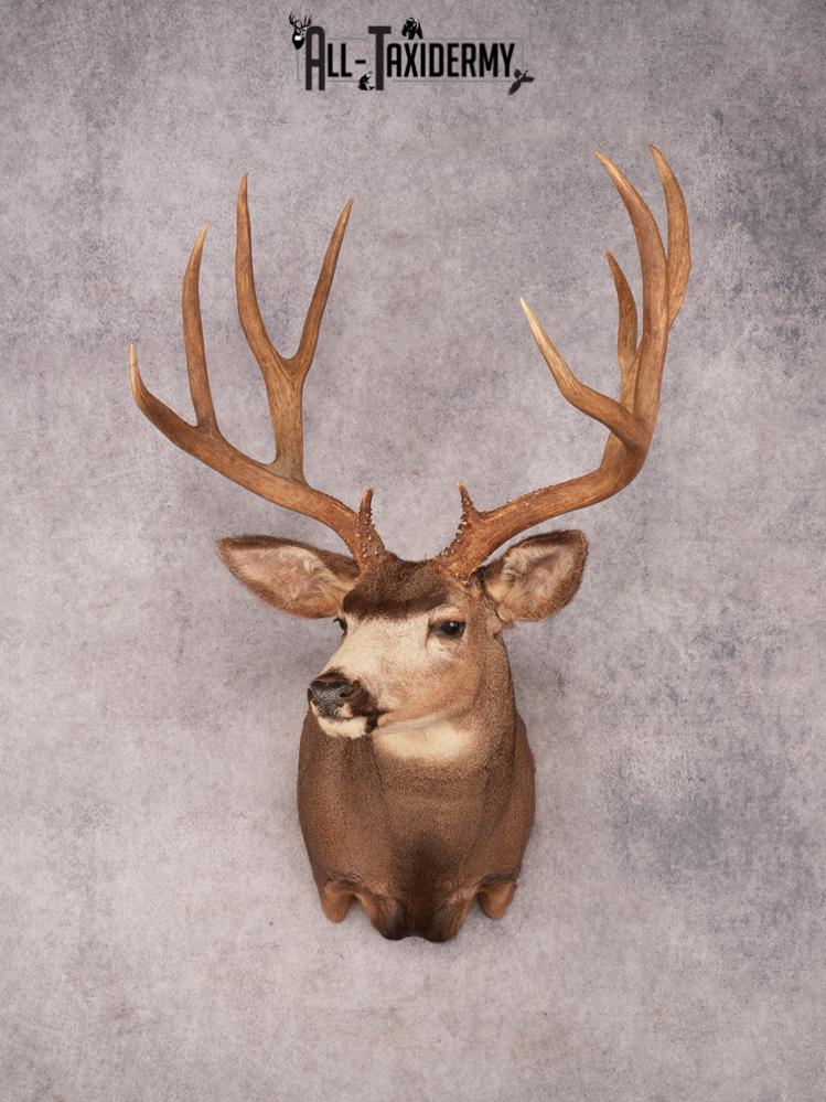 Mule Deer Taxidermy Mount 3487