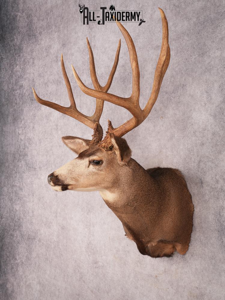 Mule Deer Taxidermy Mount 3487 - Image 8