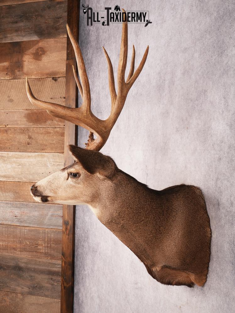 Mule Deer Taxidermy Mount 3487 - Image 7