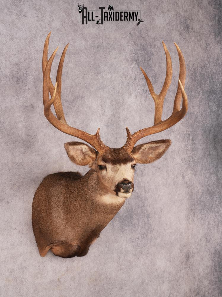 Mule Deer Taxidermy Mount 3487 - Image 6