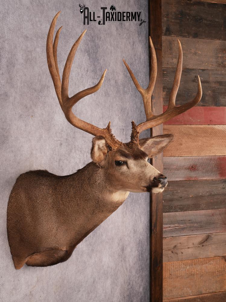 Mule Deer Taxidermy Mount 3487 - Image 5