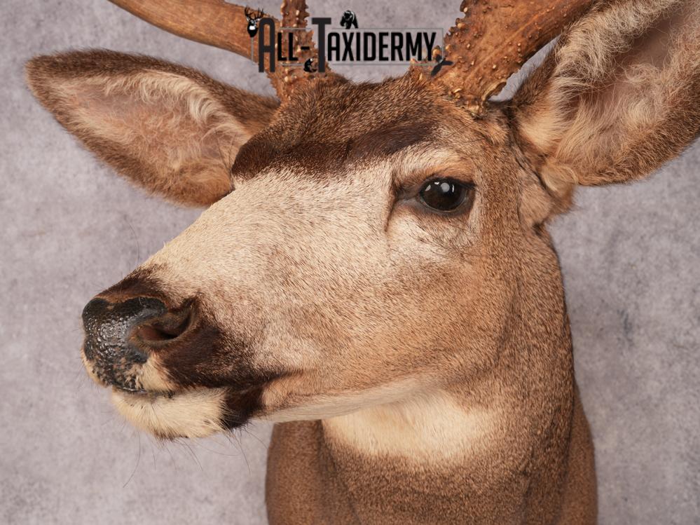 Mule Deer Taxidermy Mount 3487 - Image 4