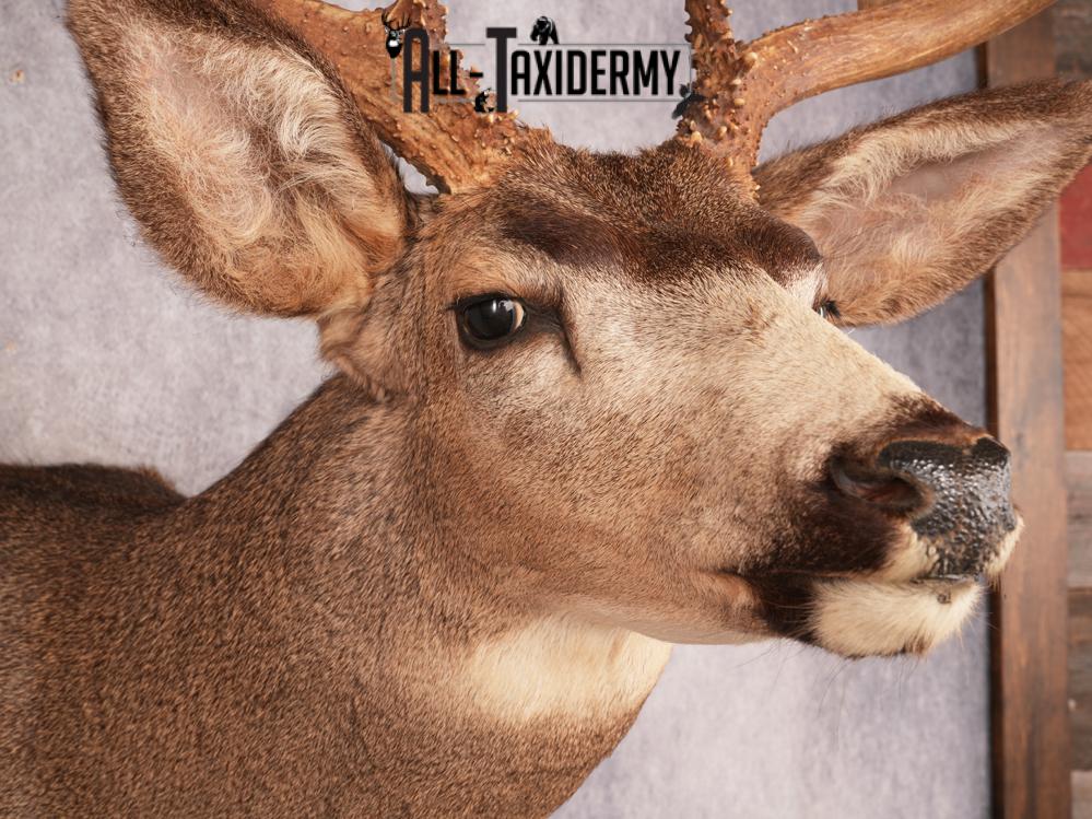 Mule Deer Taxidermy Mount 3487 - Image 3