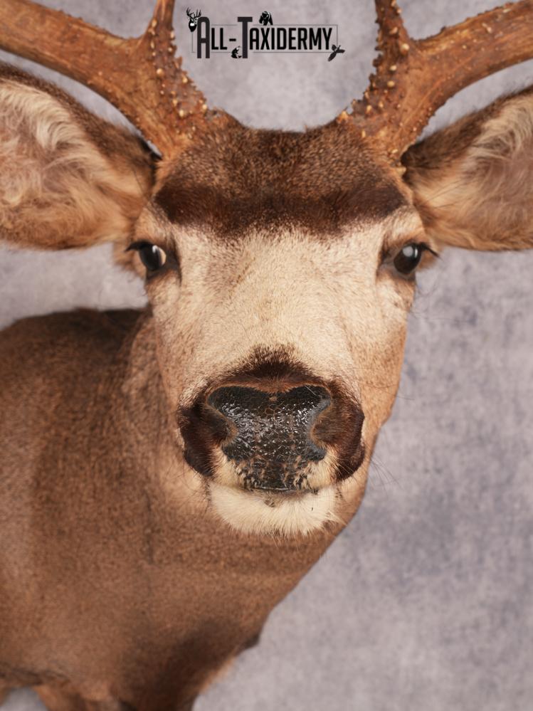 Mule Deer Taxidermy Mount 3487 - Image 2