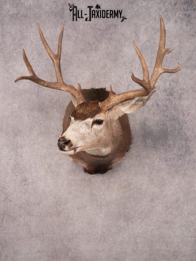 Mule Deer Shoulder Mount SKU 3449
