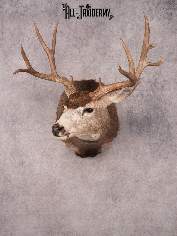 Mule Deer Shoulder Mount SKU 3449