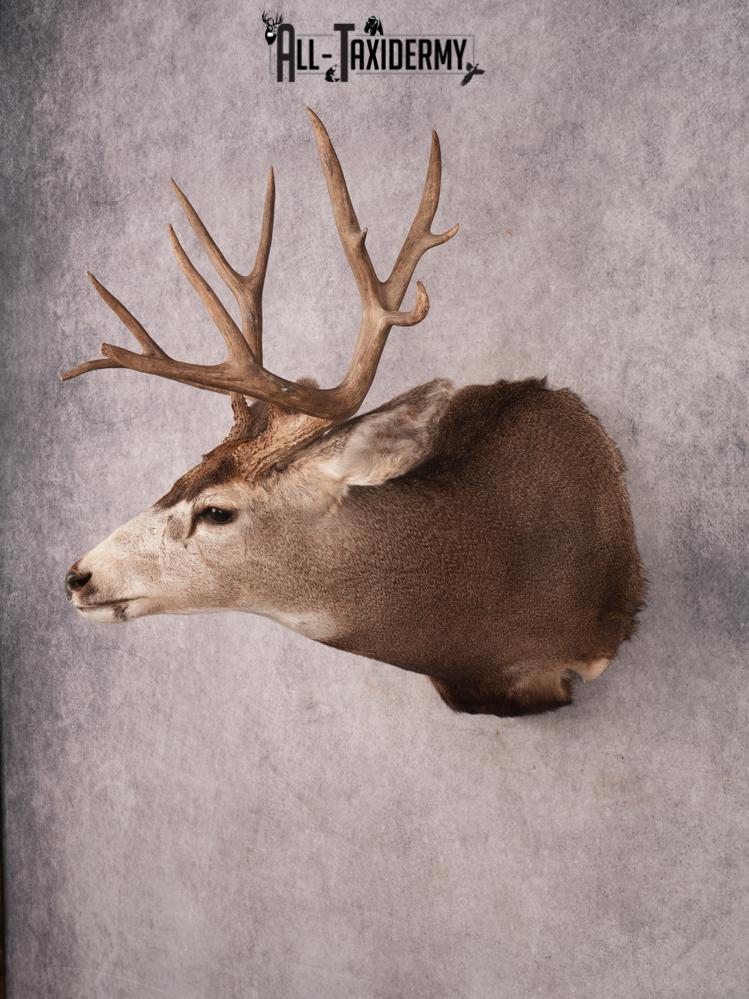 Mule Deer Shoulder Mount SKU 3449 - Image 8
