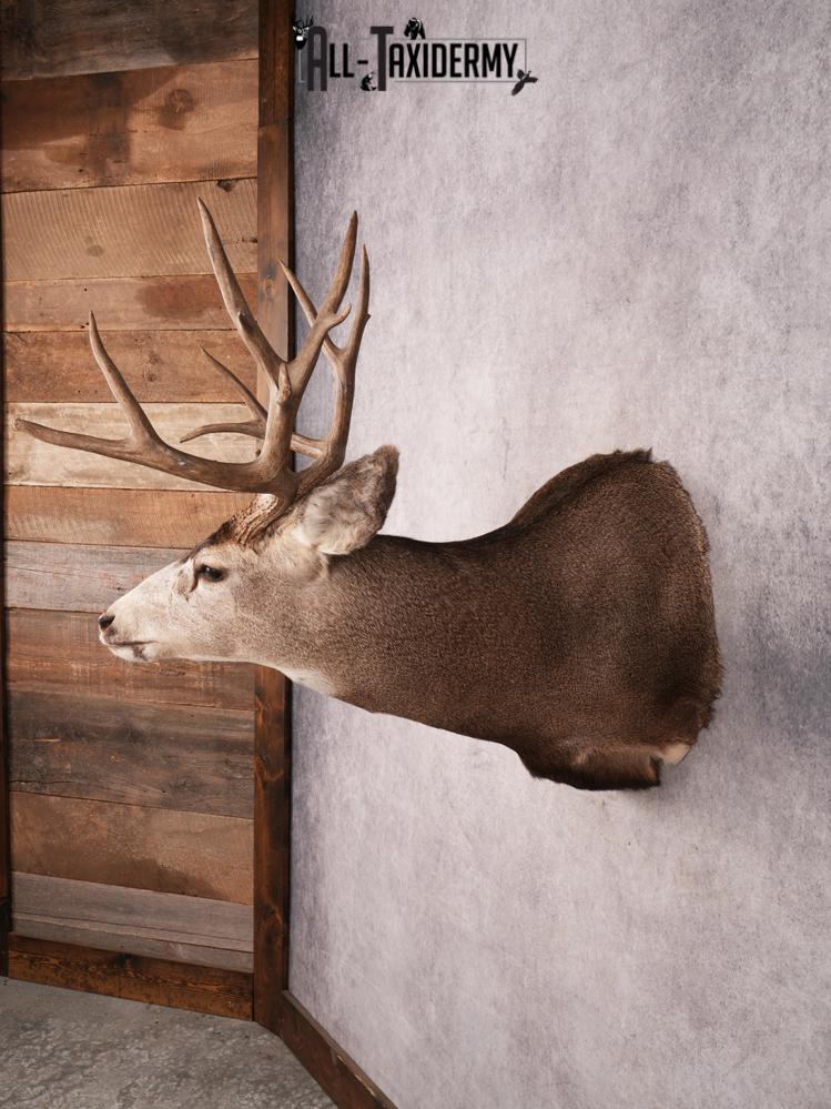 Mule Deer Shoulder Mount SKU 3449 - Image 7