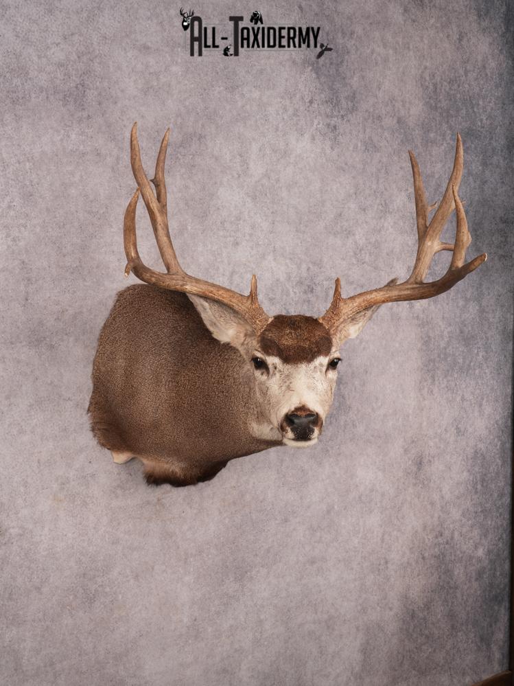 Mule Deer Shoulder Mount SKU 3449 - Image 6