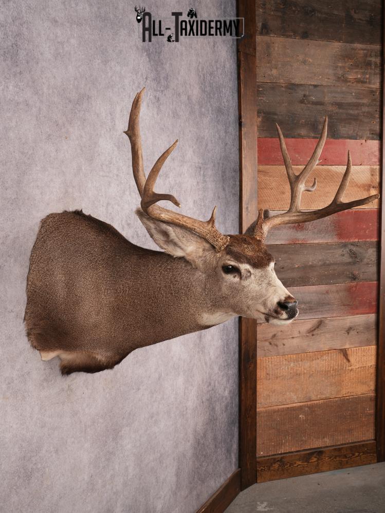 Mule Deer Shoulder Mount SKU 3449 - Image 5