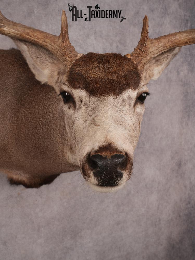 Mule Deer Shoulder Mount SKU 3449 - Image 2