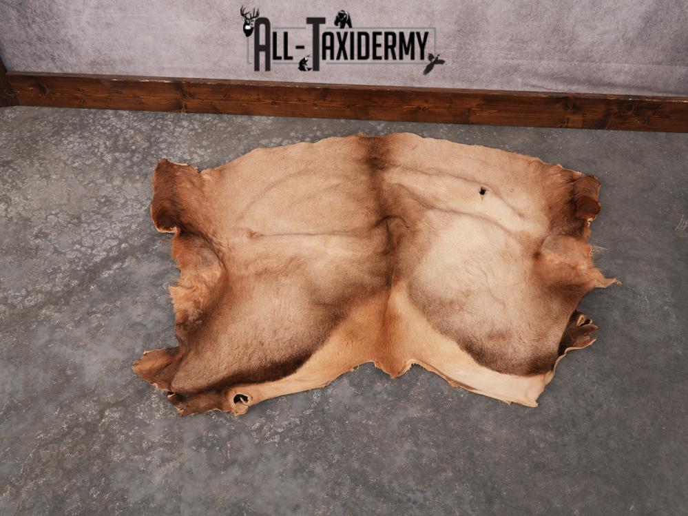Elk Hide SKU 3380 - Image 5