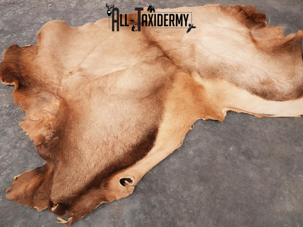 Elk Hide SKU 3380 - Image 2