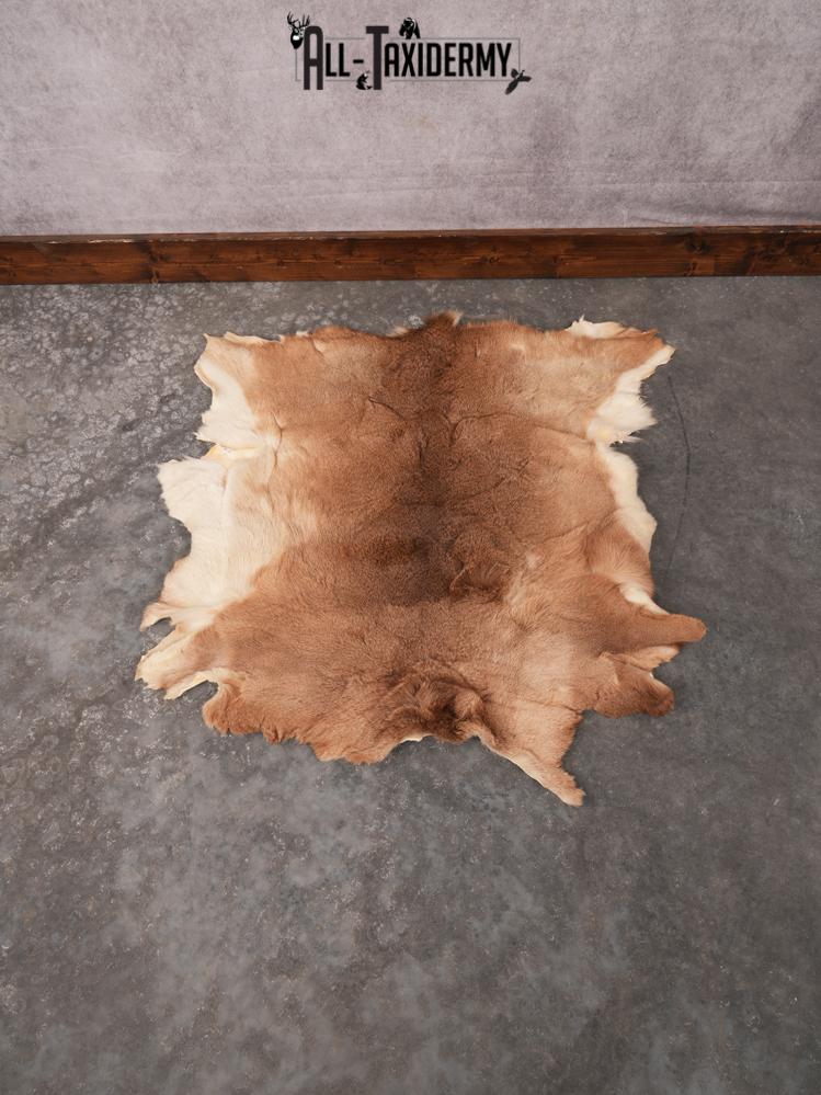 Whitetail Deer Hide SKU 3379