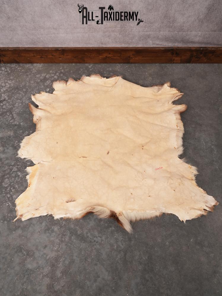 Whitetail Deer Hide SKU 3379 - Image 2