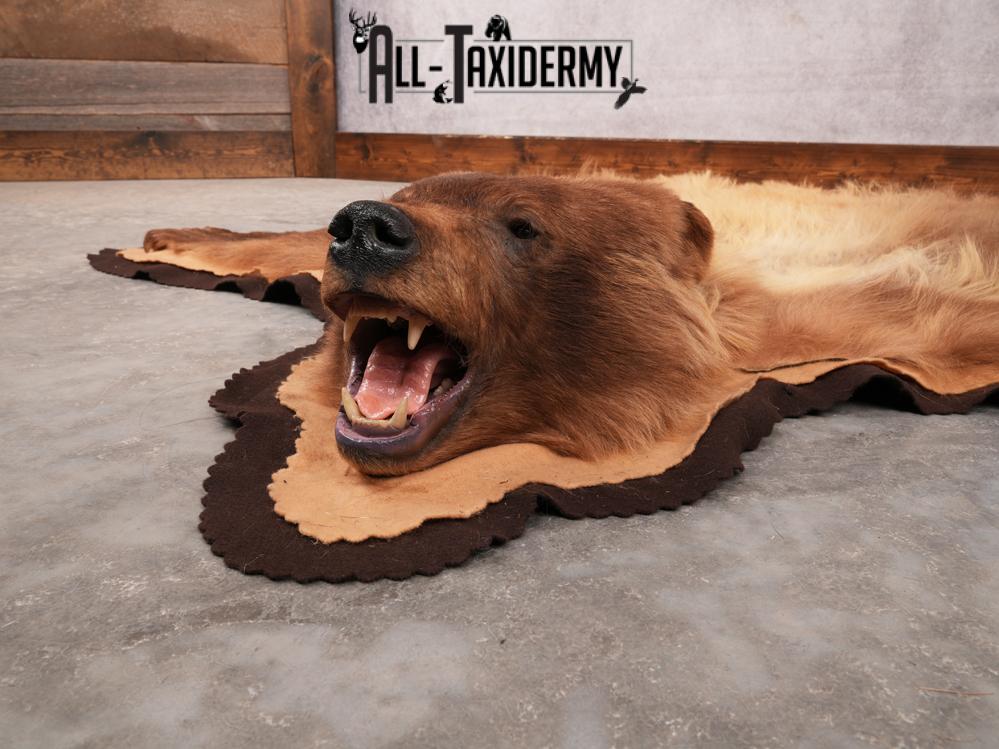 Blonde Phase Bear Rug SKU 3448 - Image 5